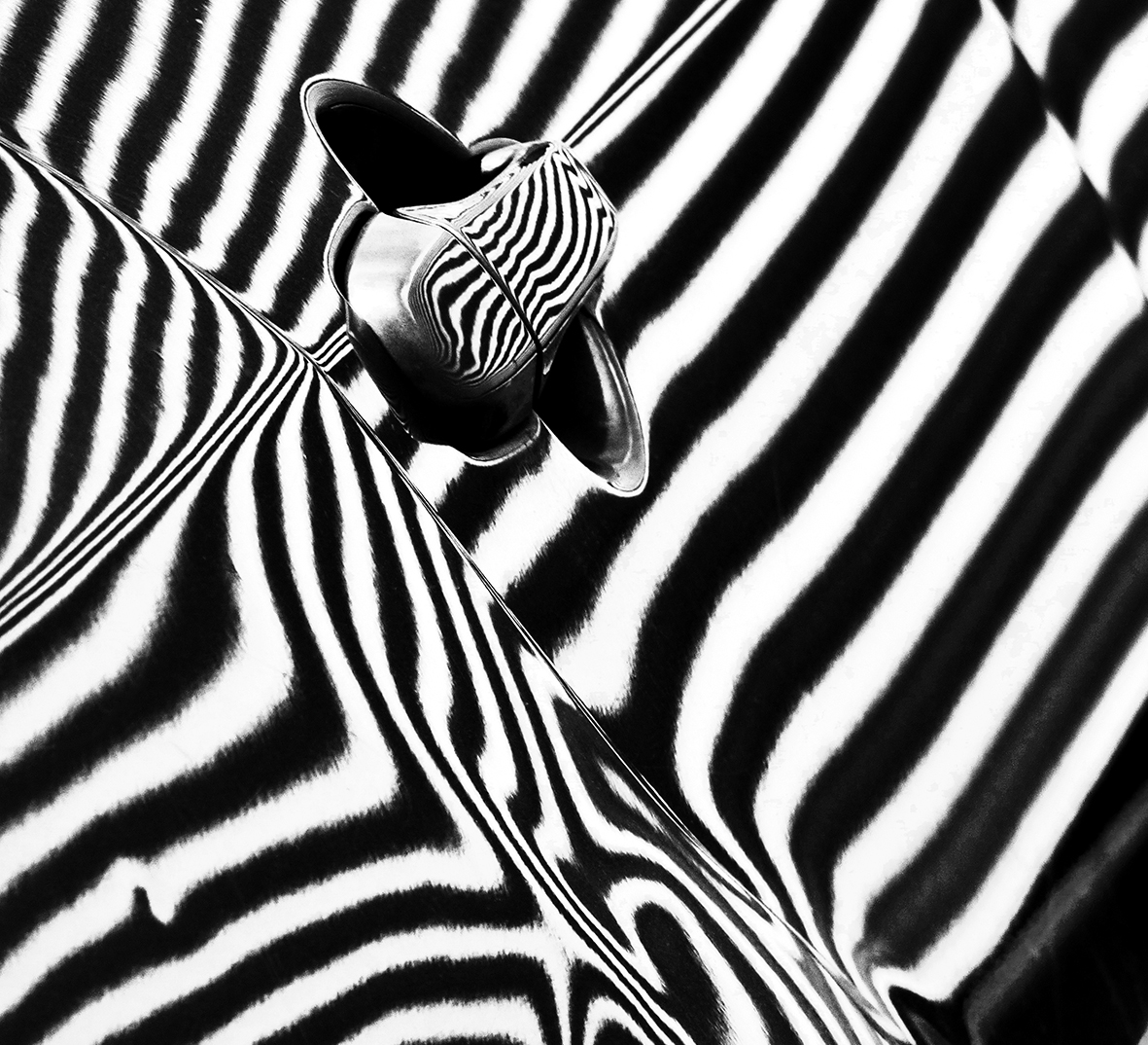 Zebra Pretensions