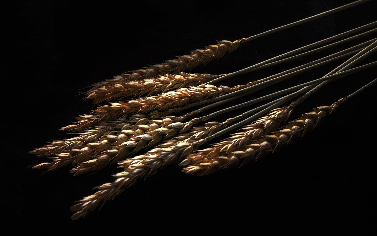 Wheat Stalks