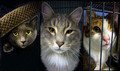 Unadoptable Misfits - Too Shy - Too Old - The Fighter