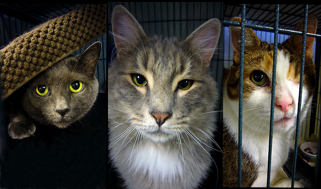 Unadoptable Misfits - Too Shy - Too Old - The Fighter