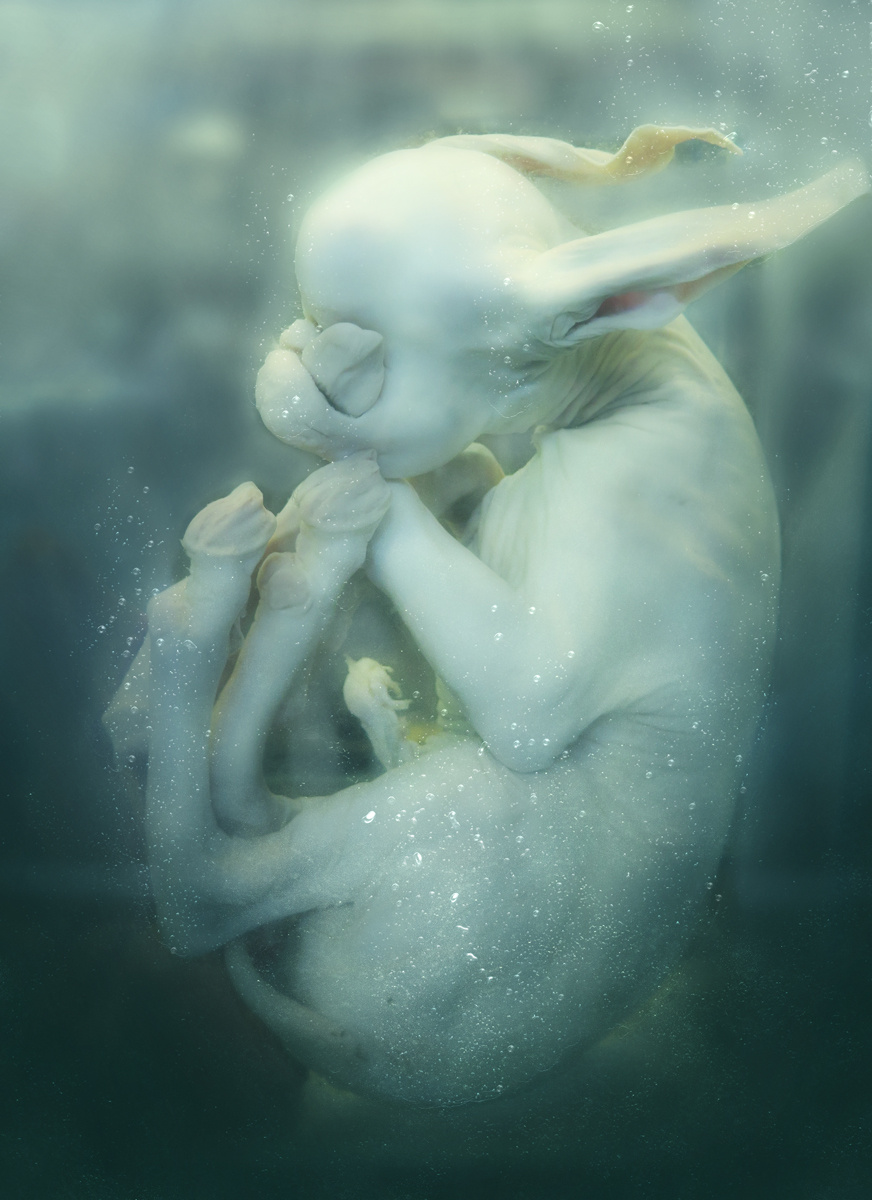 Mysterious creature
