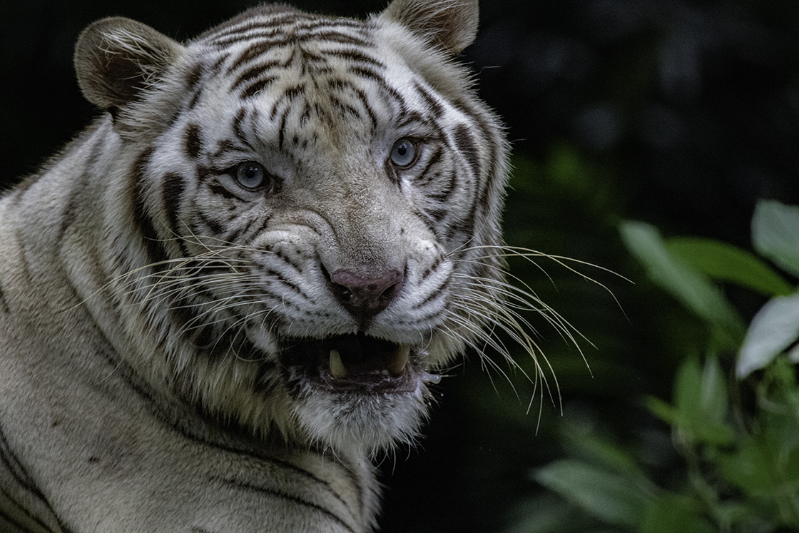 White Tiger