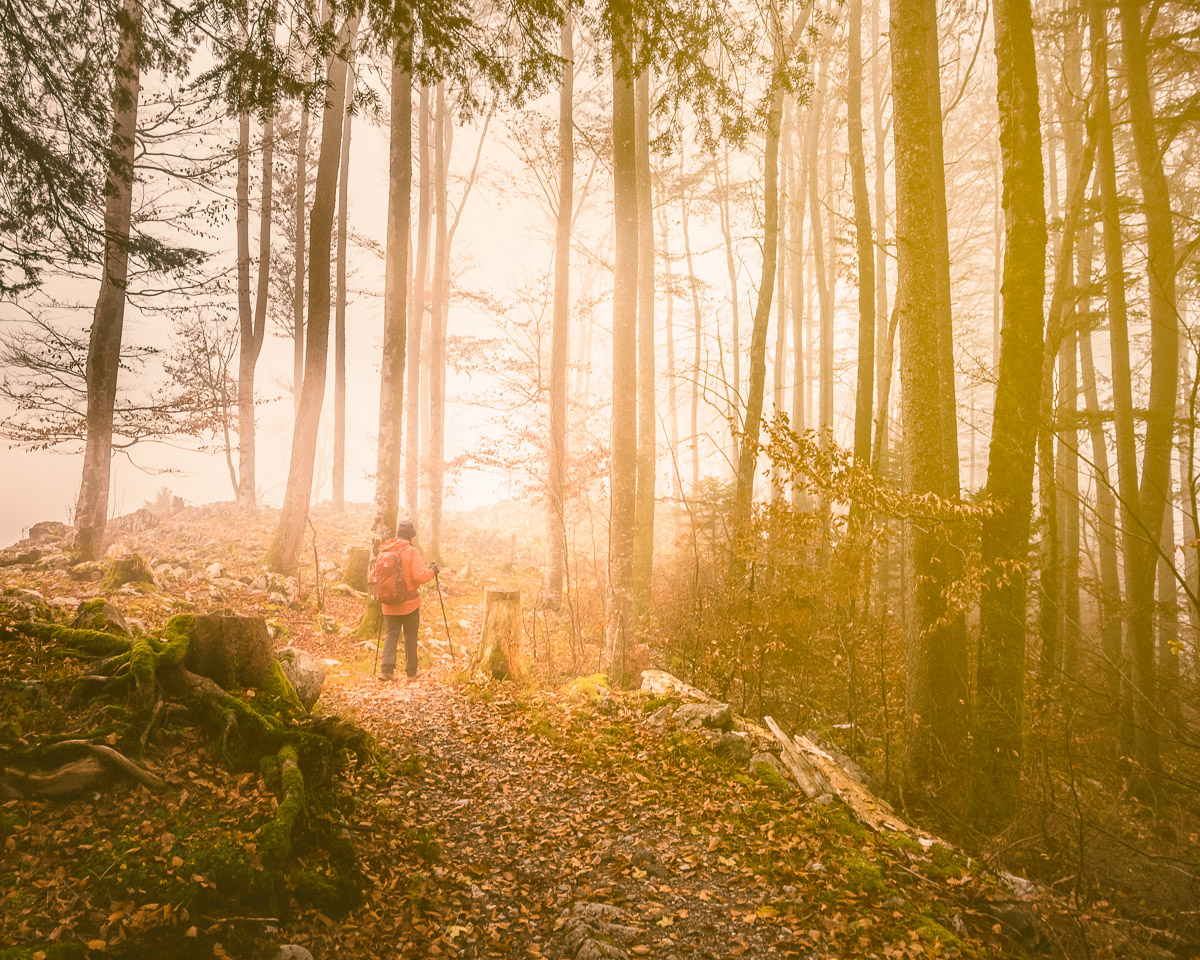 Walk in the woods