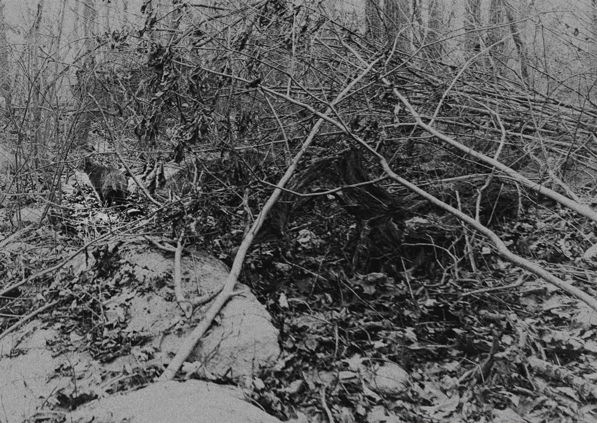 brush with bobcat
