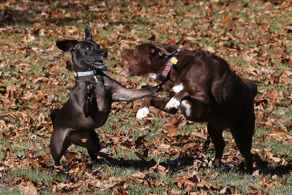 Best Friends At Play