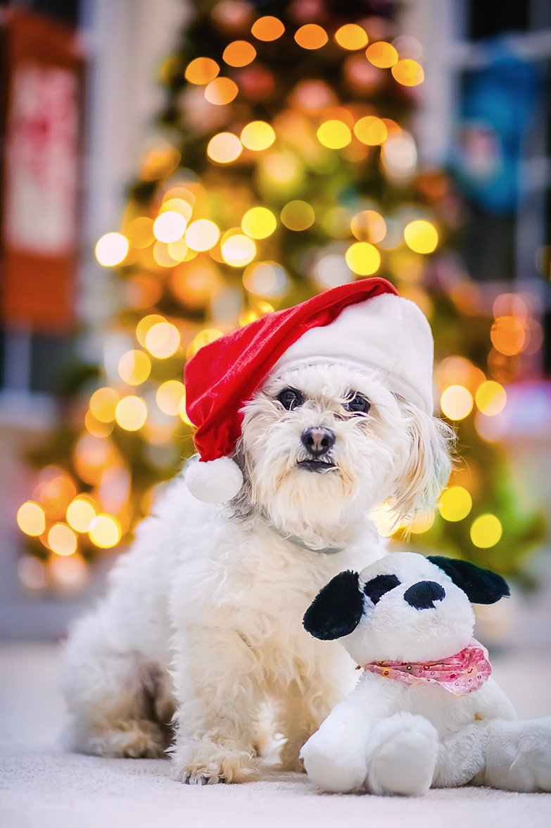 Santa Paws