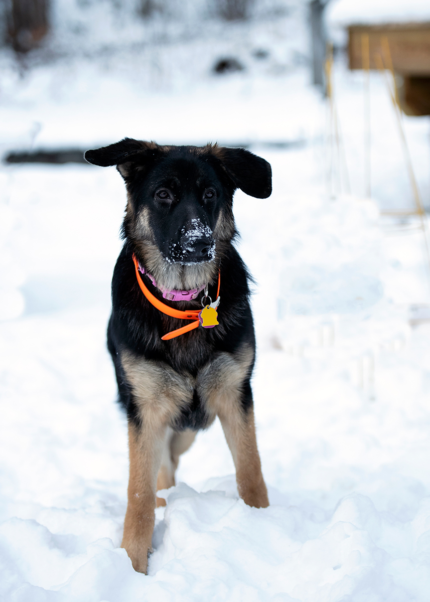 Playing in the snow