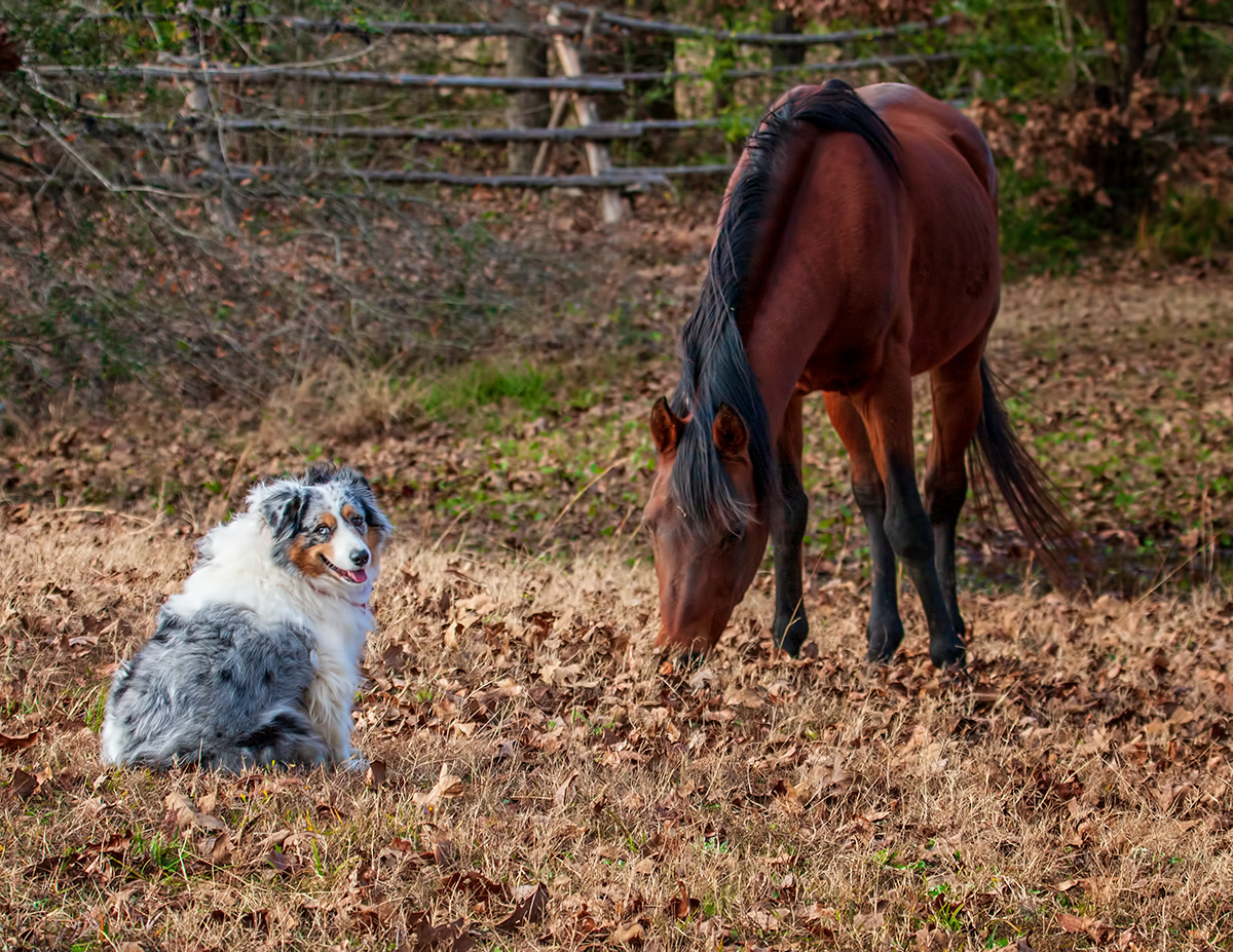 Ready to Herd