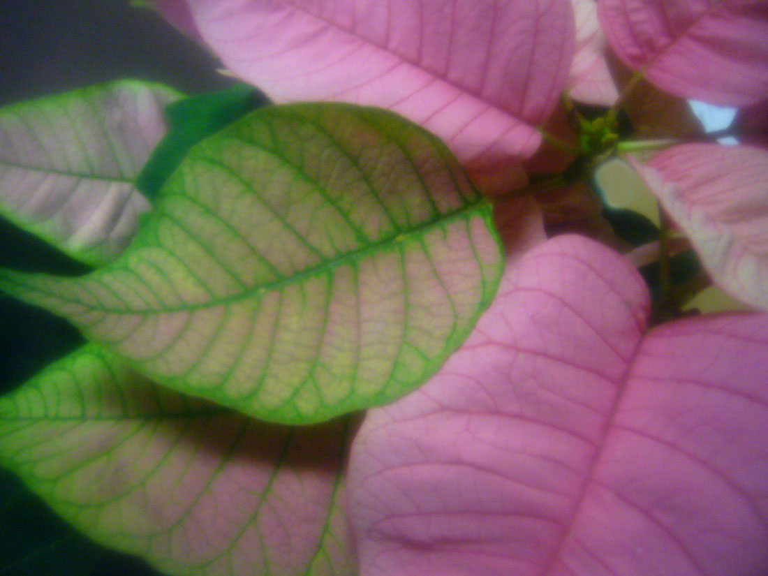 Pink Poinsettia