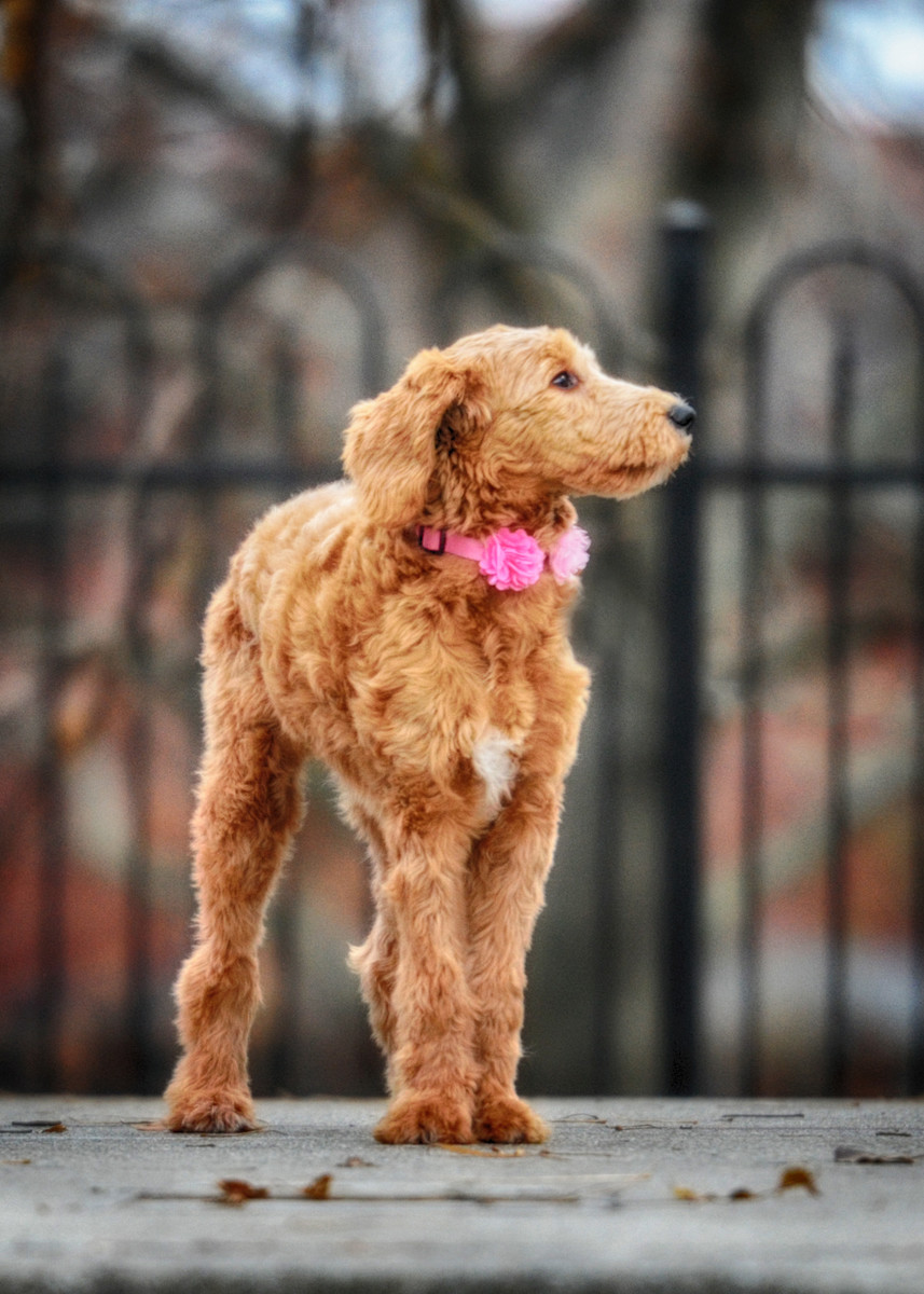 Marley at the Park