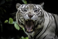 16 white Tiger Portrait