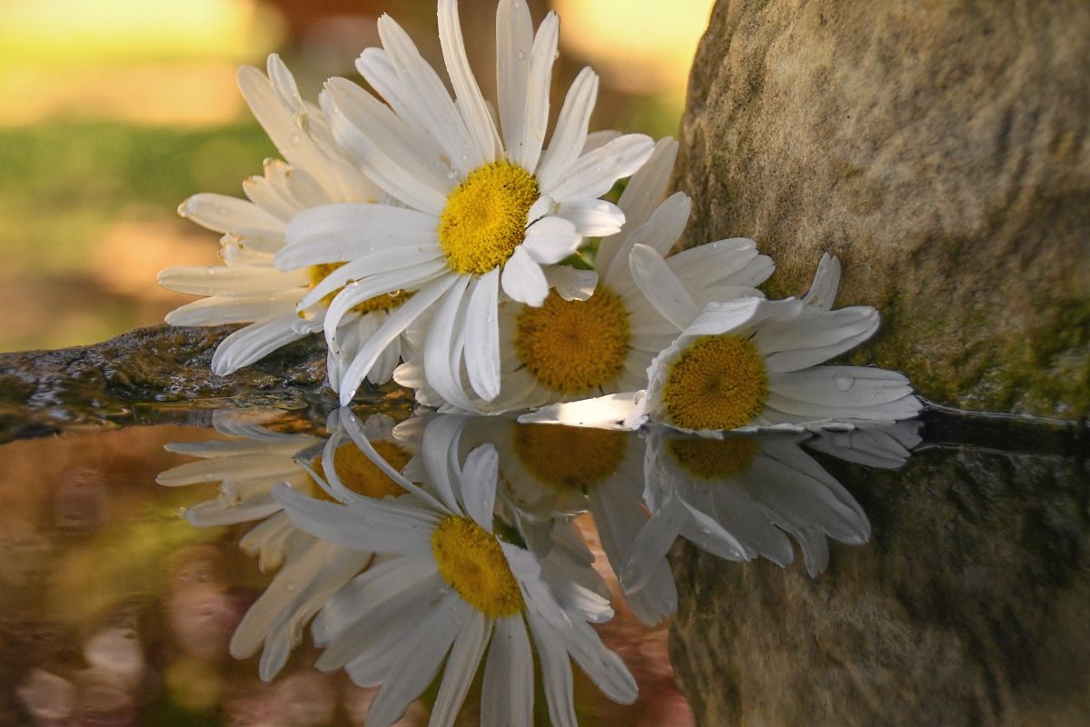 Daisies