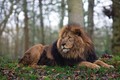 a pet lion