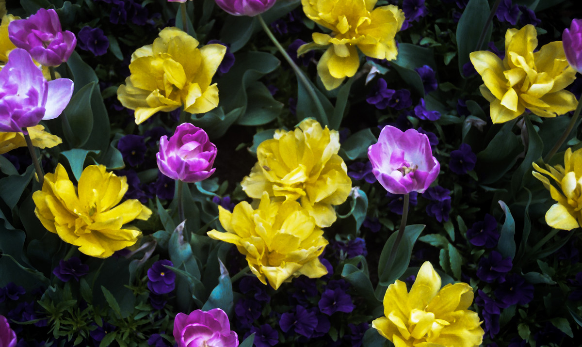 Flowers_BG_002