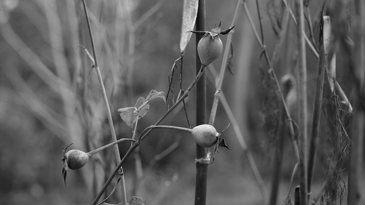 rosehips