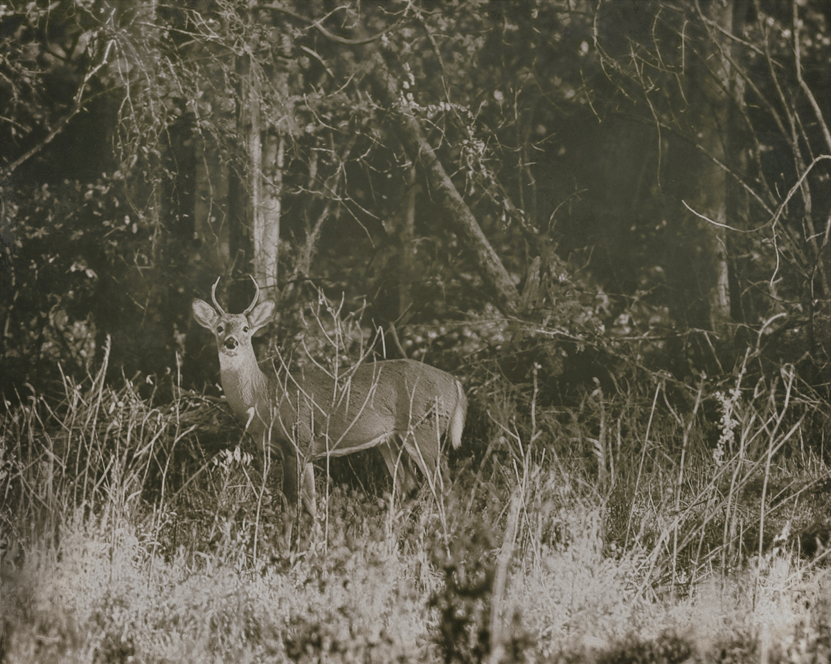 In The Forest