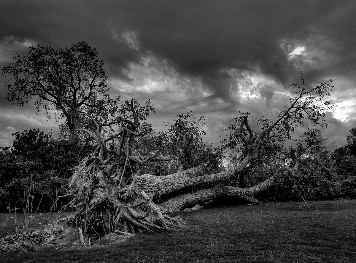 Wounded Cottonwood — Tri-X 400, circa 1972