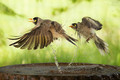 Birds with Attitude