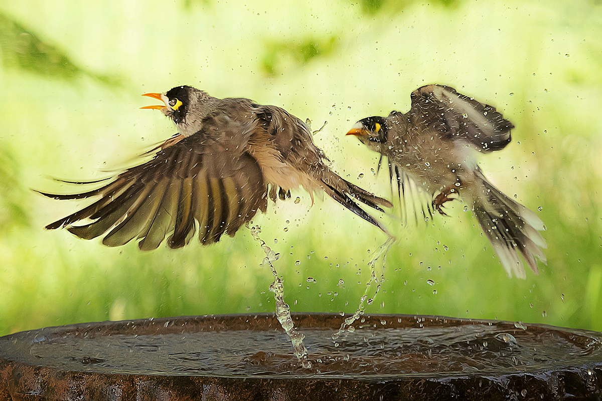 Birds with Attitude