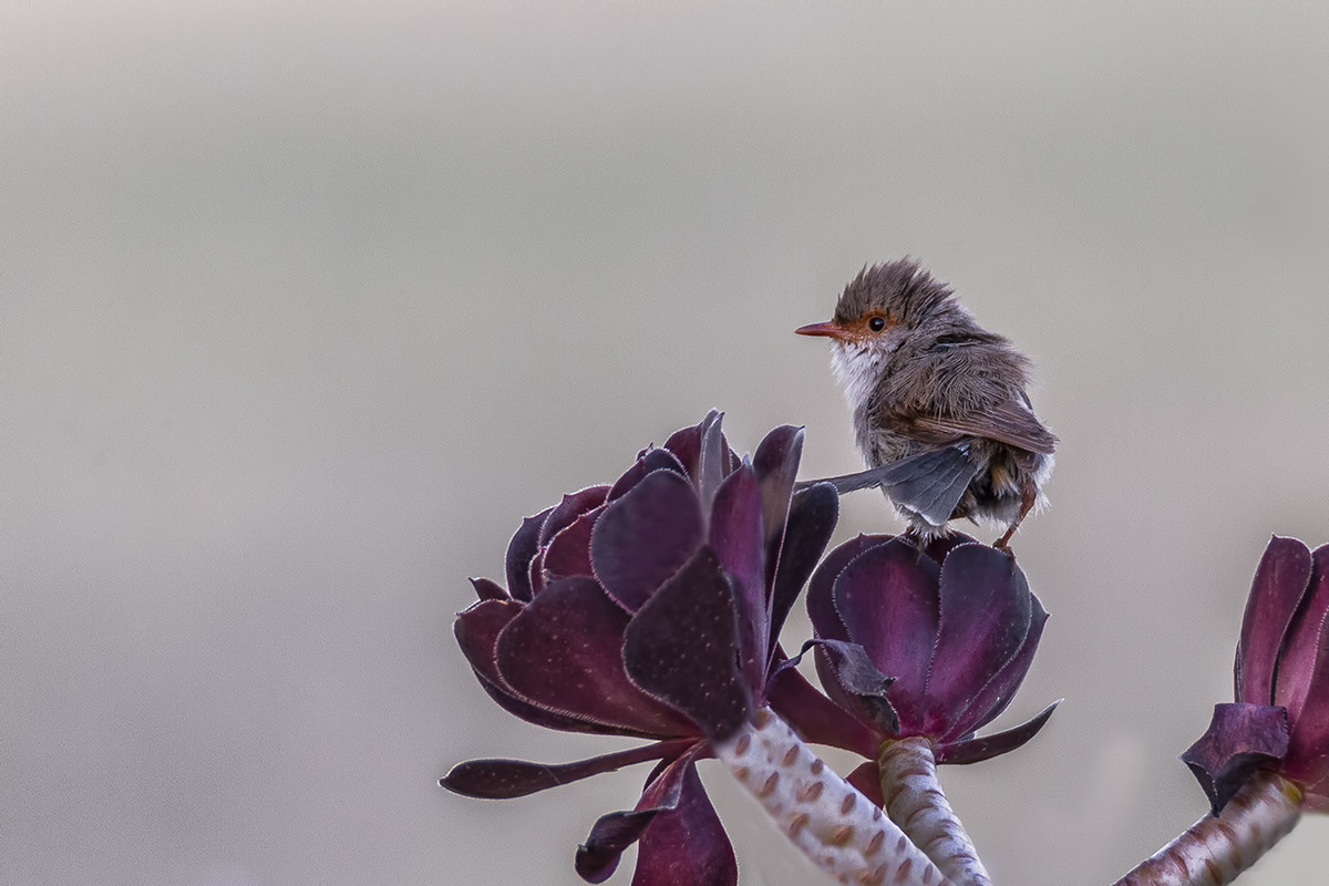 Female Superb Fairy Wren