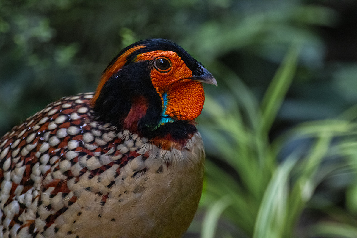 Yellow-bellied Tragopan