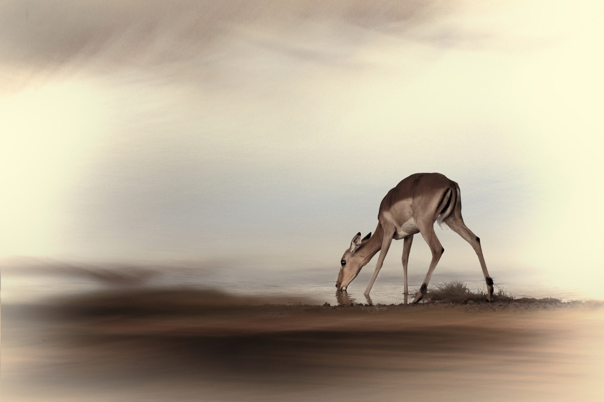 Skittish Impala