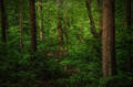 Welcome to the Jungle