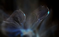 Night wings