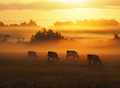 Belted Galloways