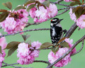 Downy Woodpecker