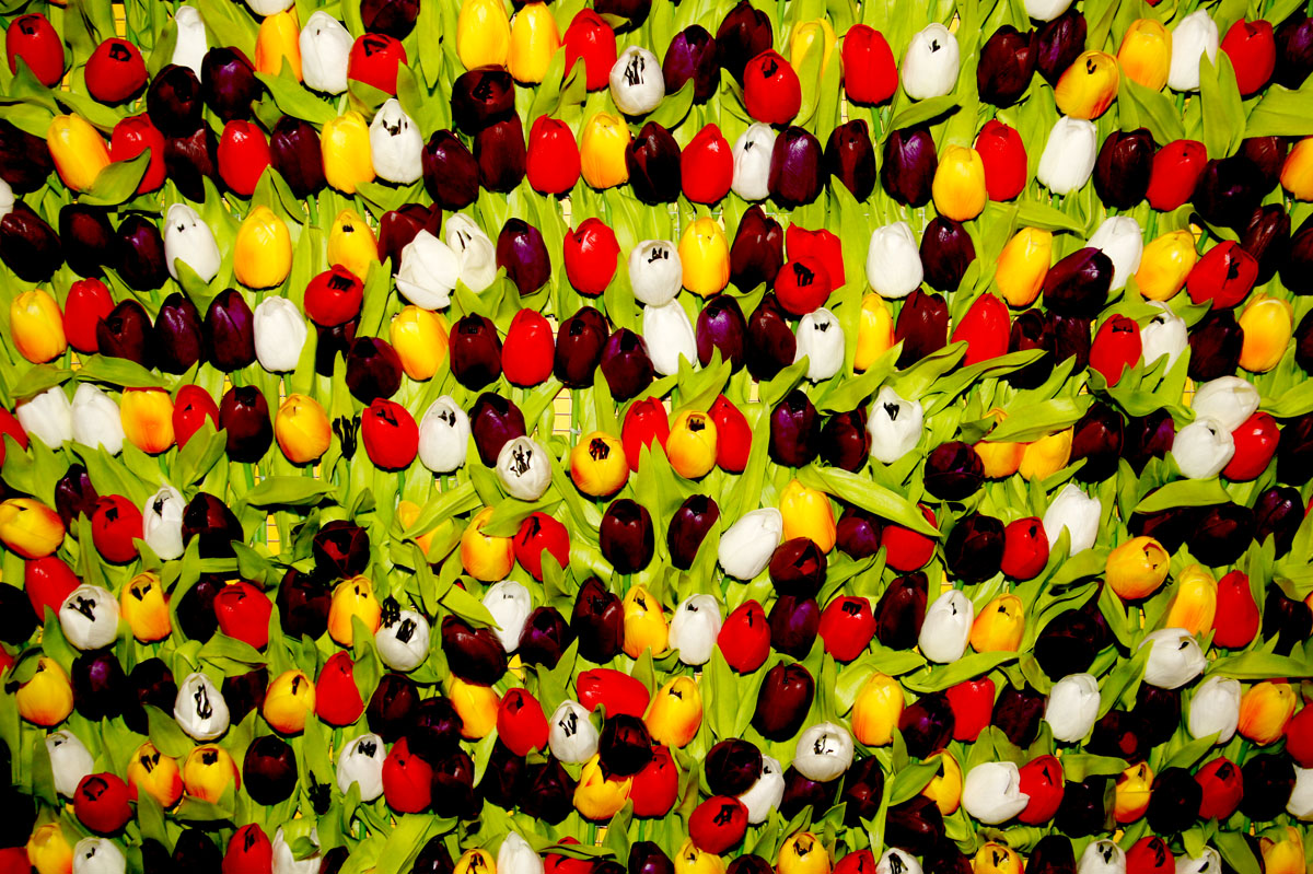 DS05  A Wall of Tulips