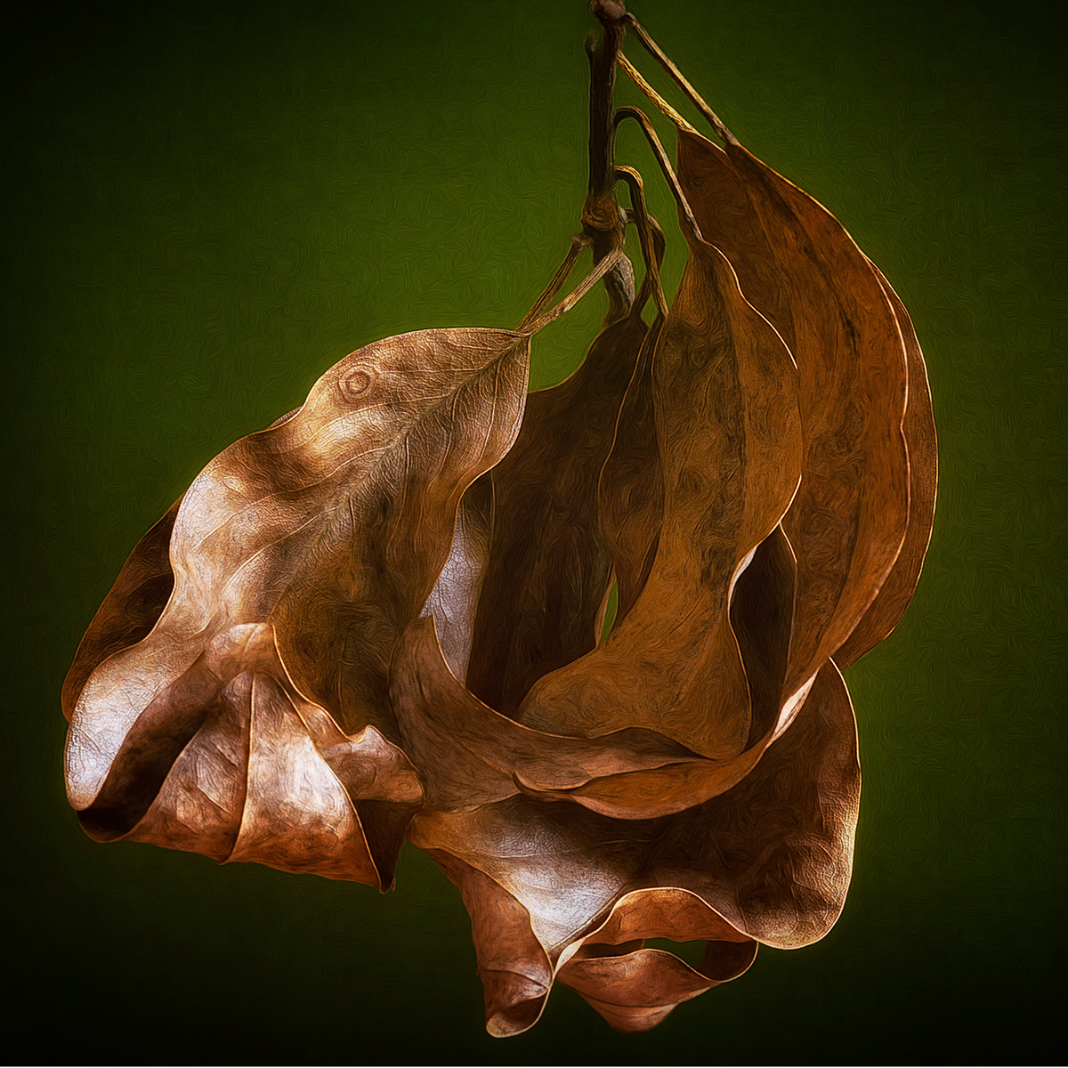 Last Leaves