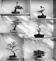 Bonsai