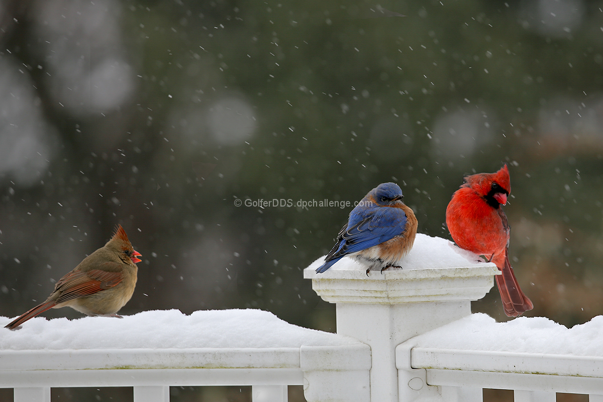 2 Cardinals And A Bluebird