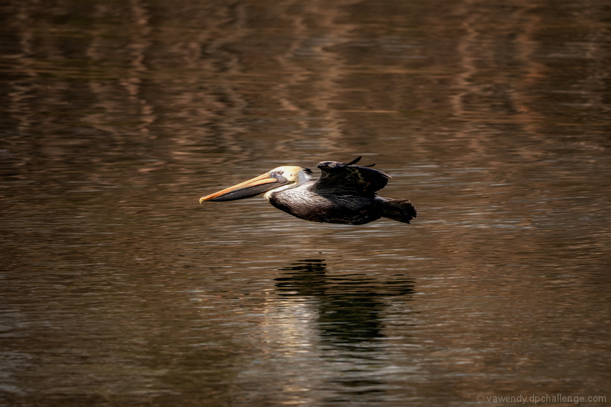 Flight of the Pelican