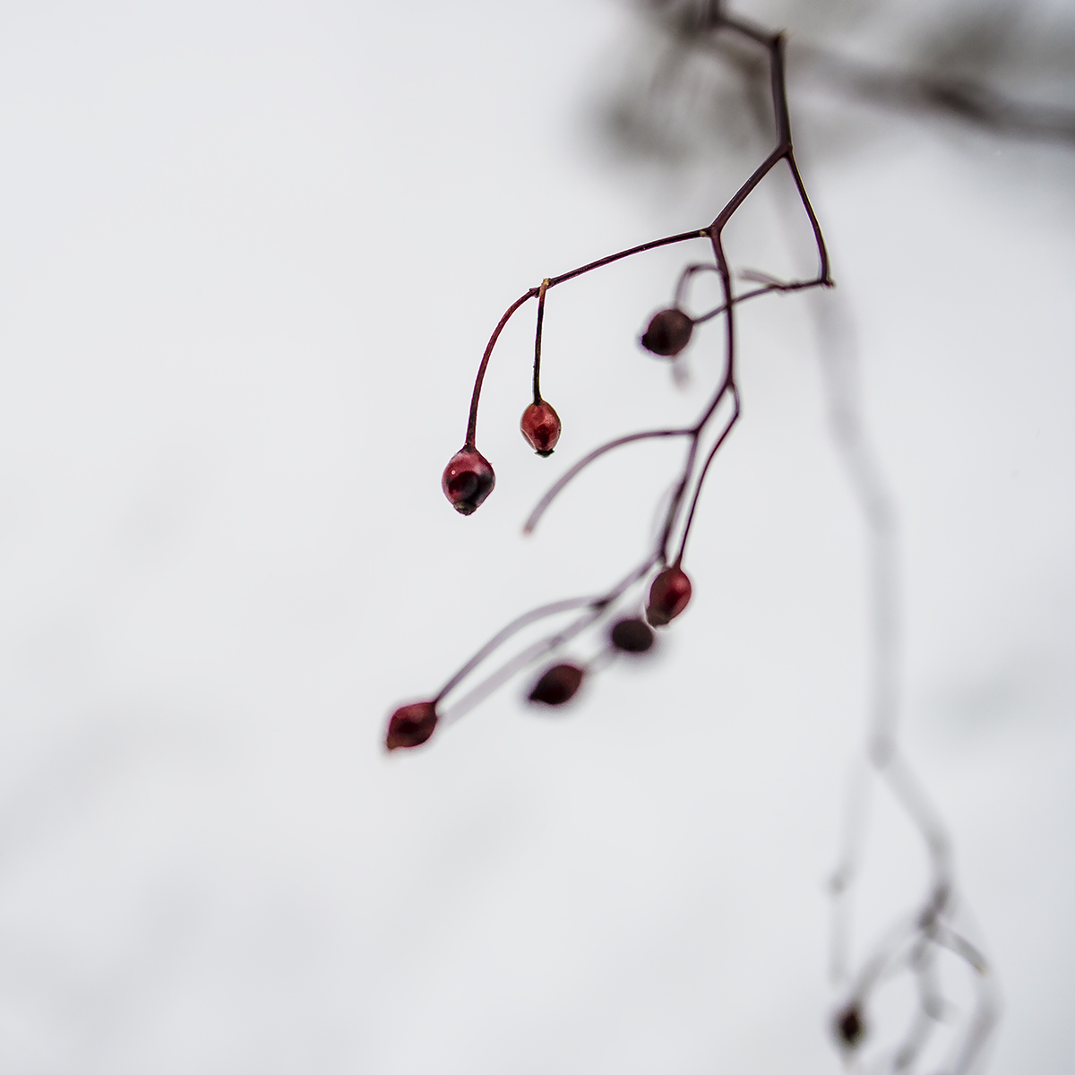 Winter Fruit