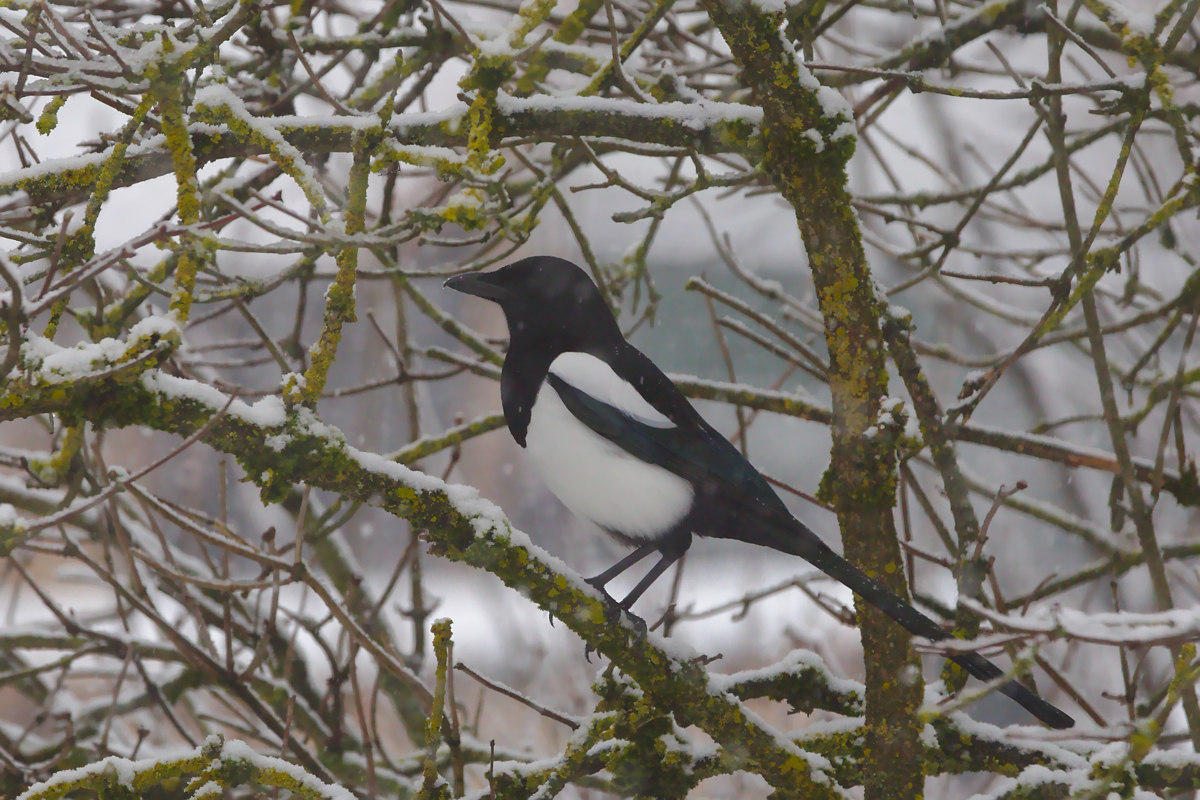 In the tree across the garden during snowfall ...