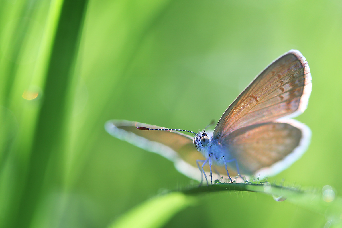 sunshine after the rain