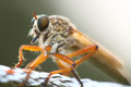 Close-Up of a Robberfly