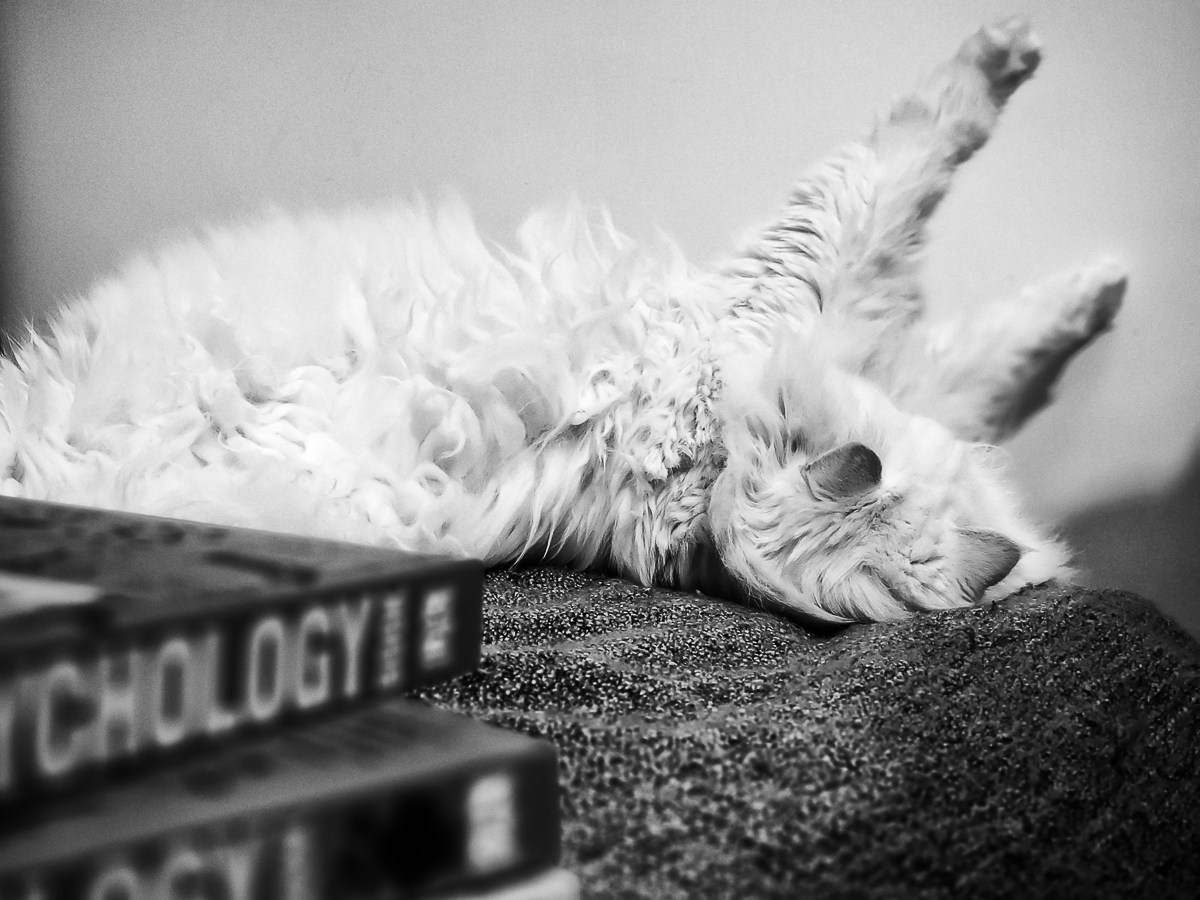 cat and books