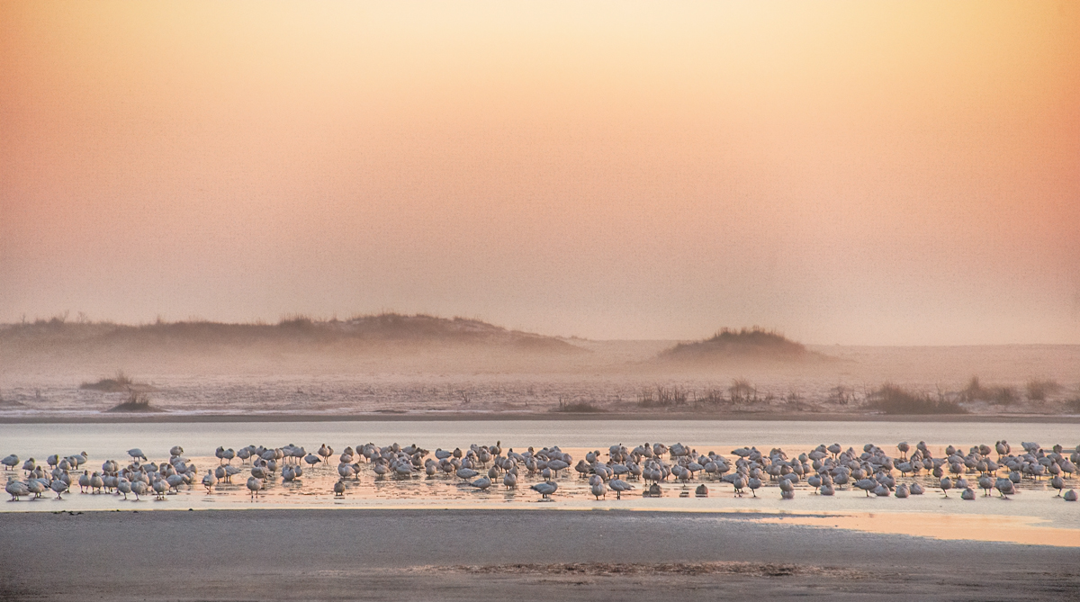 Peaceful Morning Flock