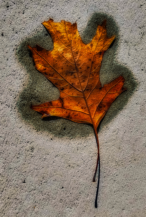 OAK LEAF