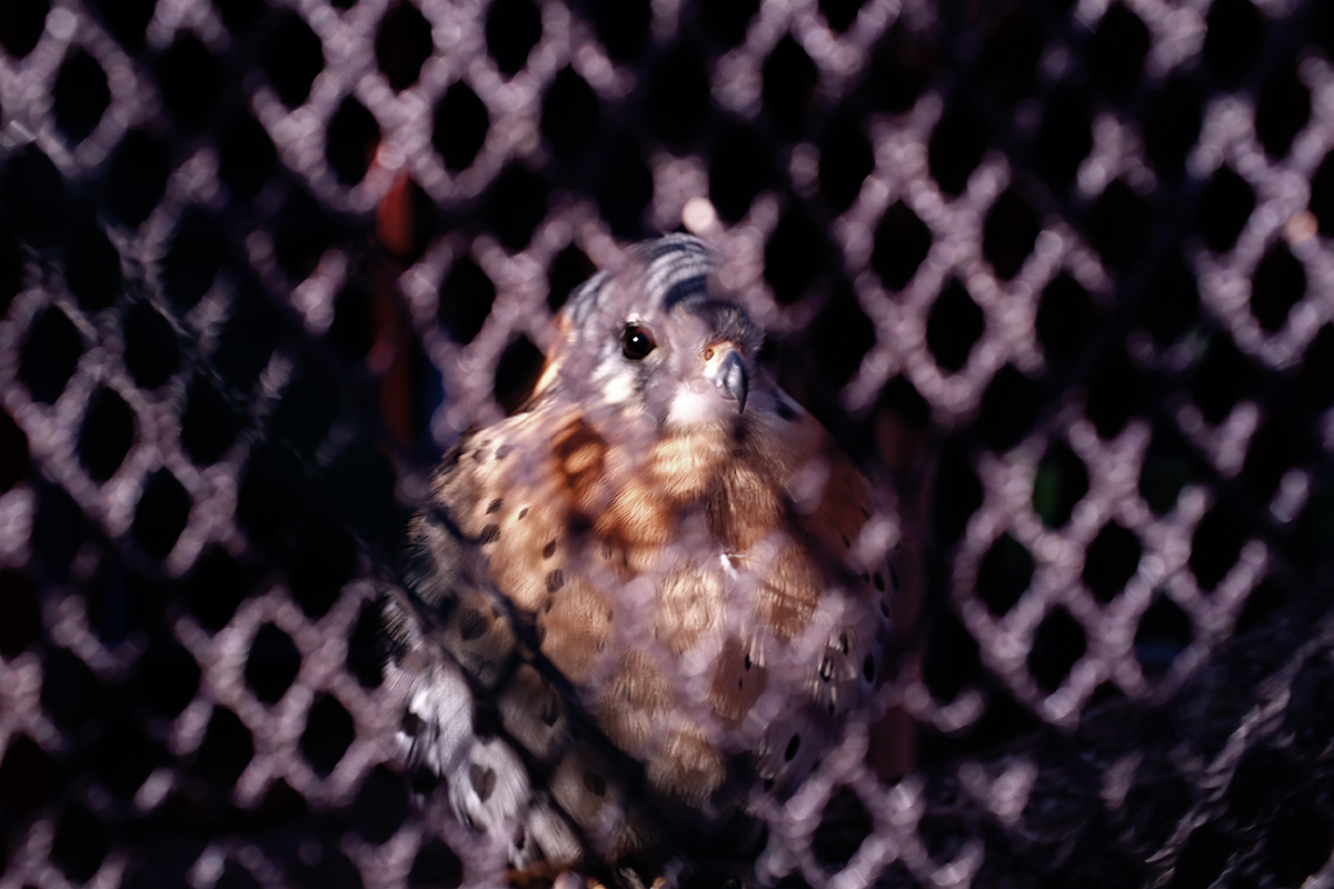 American Kestrel, smallest falcon in North America