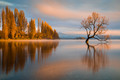 That lone tree