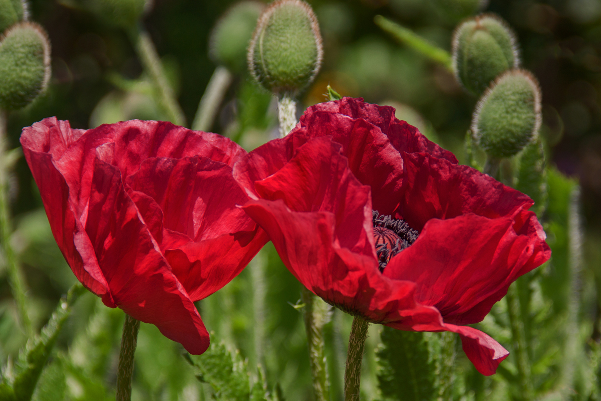 In Flanders Fields