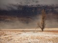 Lone tree