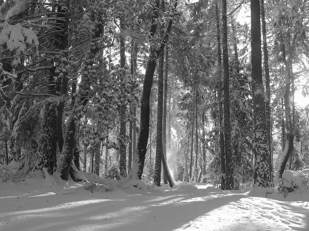 Snow Driveby