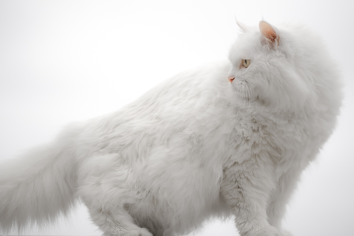 Snow Lion