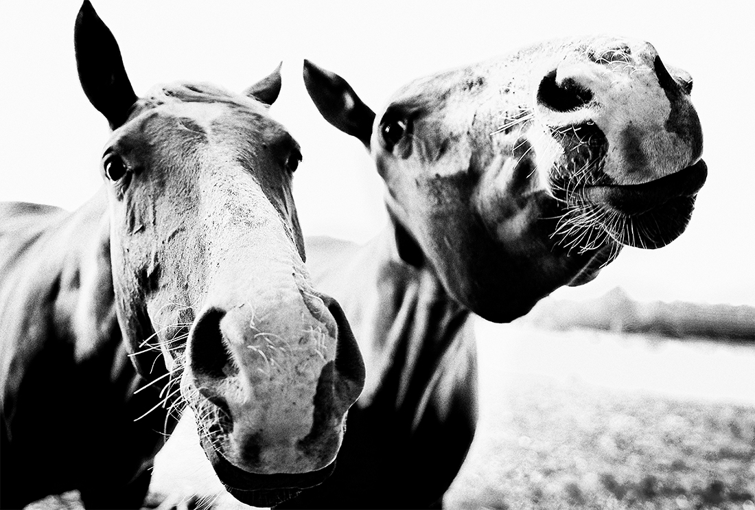 Ed & Marjorie - my slightly intrusive next door neighbours