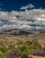 Desert Wildflowers